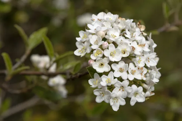 Viburnum carlesii