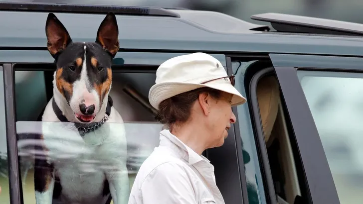 Zo zielig! Prinses Anne laat hond in bloedhete auto zitten