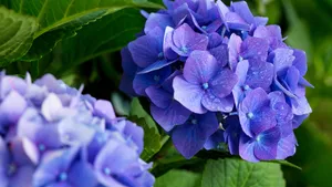 Hortensia's