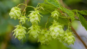 Hopscheuten