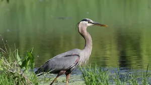 Reigers