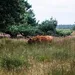 Hijkerveld