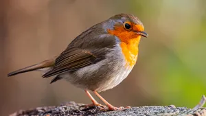 Geen vogels in je tuin? Met dit goedkope fruit lukt het direct