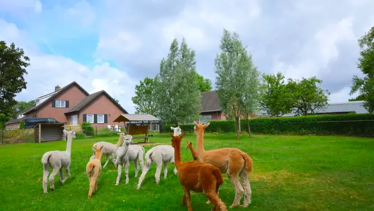 Alpaca-liefhebbers opgelet: bij déze Airbnb krijg je het dier er gratis bij