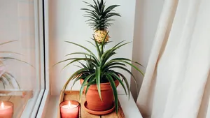 De Ananasplant (anti-snurk plant) op een nachtkastje, de natuurlijke oplossing tegen snurken.