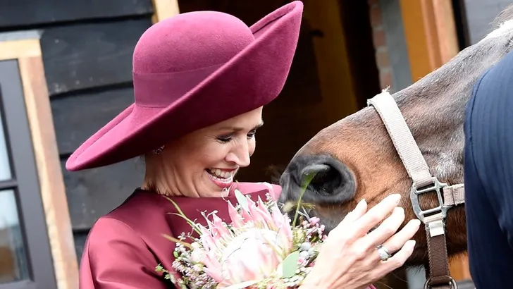 maxima paard