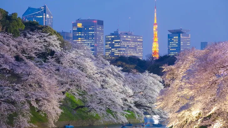 Sakura! De Japanse kersenbloesem bloeit bijna
