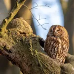 Tawny owl enjoying early sunshine