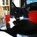 Keesje, de kat van James Worthy