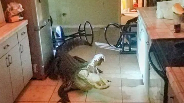 Bejaarde vrouw wakker gemaakt door reusachtige alligator in keuken (+VIDEO)