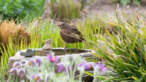 Vogels