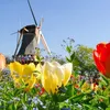 Tulpen bekijken en zelf asperges steken: 5 tips voor de meivakantie