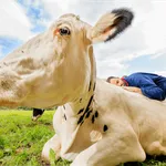 Lekker knuffelen met koeien