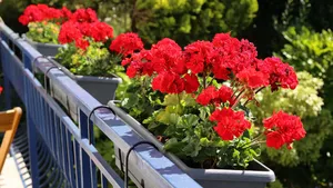 geraniums overwinteren