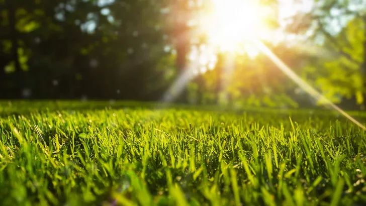 Tranquil fresh grass for growth and water concept mother nature.