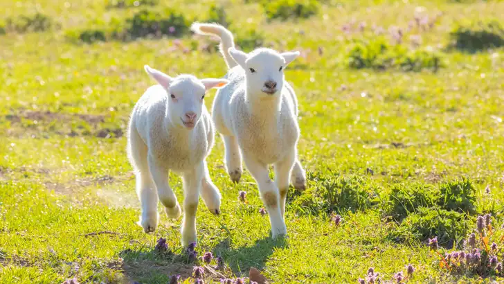 A pair of cute lambs running on fresh spring pasture