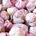 Knoflook