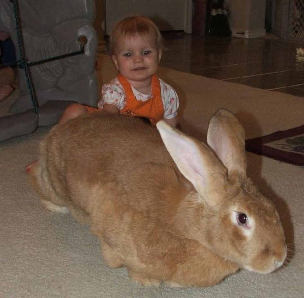 Большие и маленькие кролики. Фламандский гигантский кролик. Кролик голландский великан. Кролики породы великан. Тюрингенский кролик.