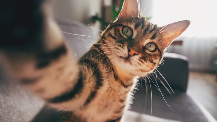 cat taking a selfie