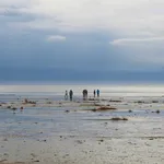 Walkers in the Wadden Sea, Fanö Island, Denmark