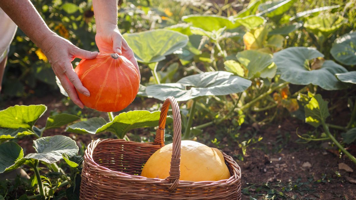 Perfecte herfstactiviteit: zelf pompoenen plukken in Groningen