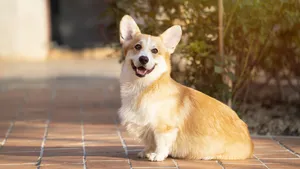 corgi