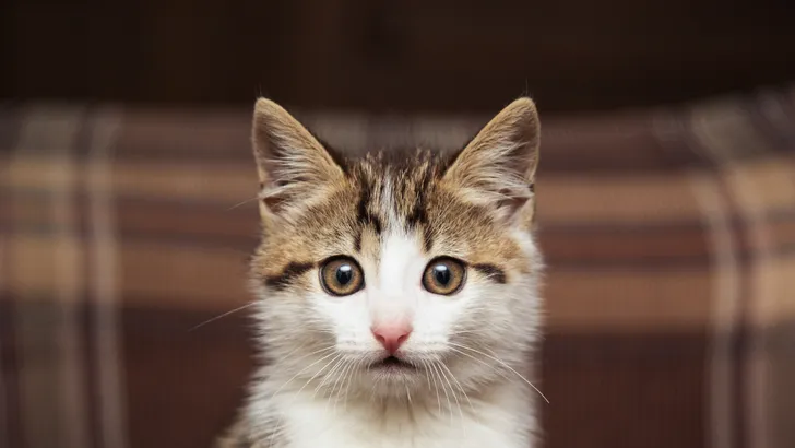 Science says: kattenmensen zullen sneller van BDSM houden
