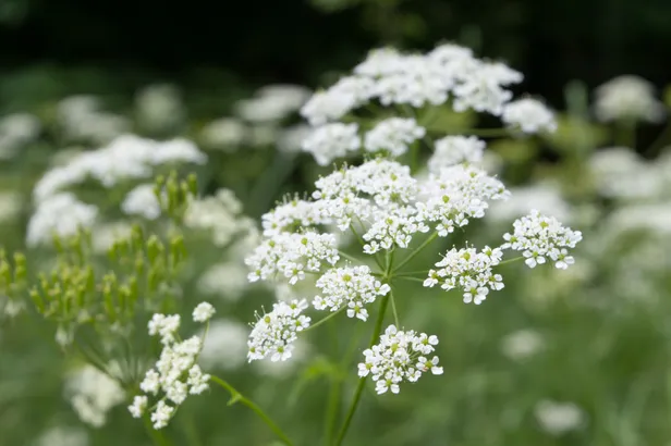 Duizendblad