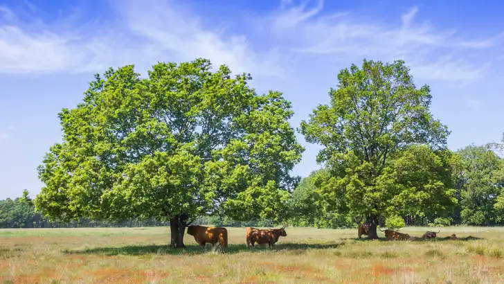 Highland cows un der trees on the heather fields of Hijkerveld