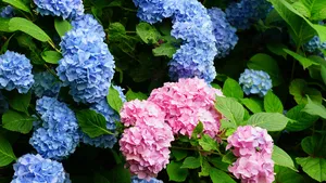 Hortensia's zomer