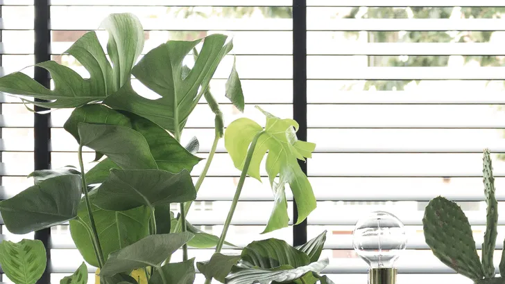 Maak kans op 5x een Maranta Kerchoveana plant! (GESLOTEN)