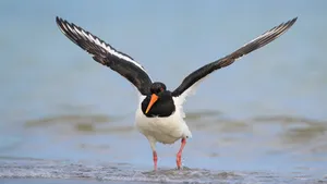 austernfischer haematopus ostralegus