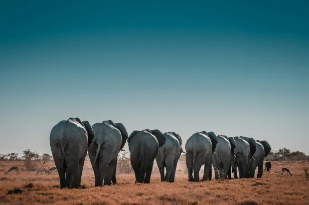 Wildlife spotten? Dat kan tijdens een bijzondere reis door Zuid-Afrika en Namibië