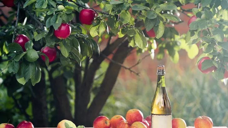 Het ciderseizoen staat voor de deur! 