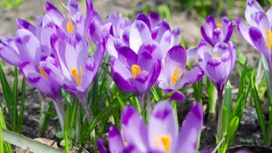 Krokus