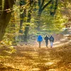 5 prachtige wandelingen om in de herfst te maken | Nouveau