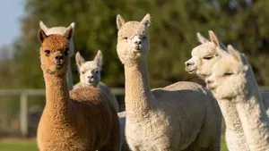 pizza's eten alpaca's