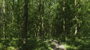 bos pad bomen zomer