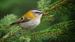 Vuurgoudhaan Drenthe