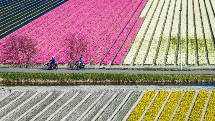 tulpenvelden
