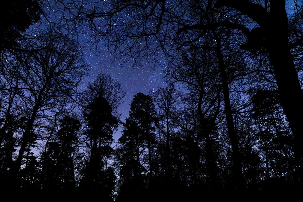 Tip voor Valentijnsdag: lichtjeswandeling bij het Boomkroonpad