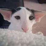 kat