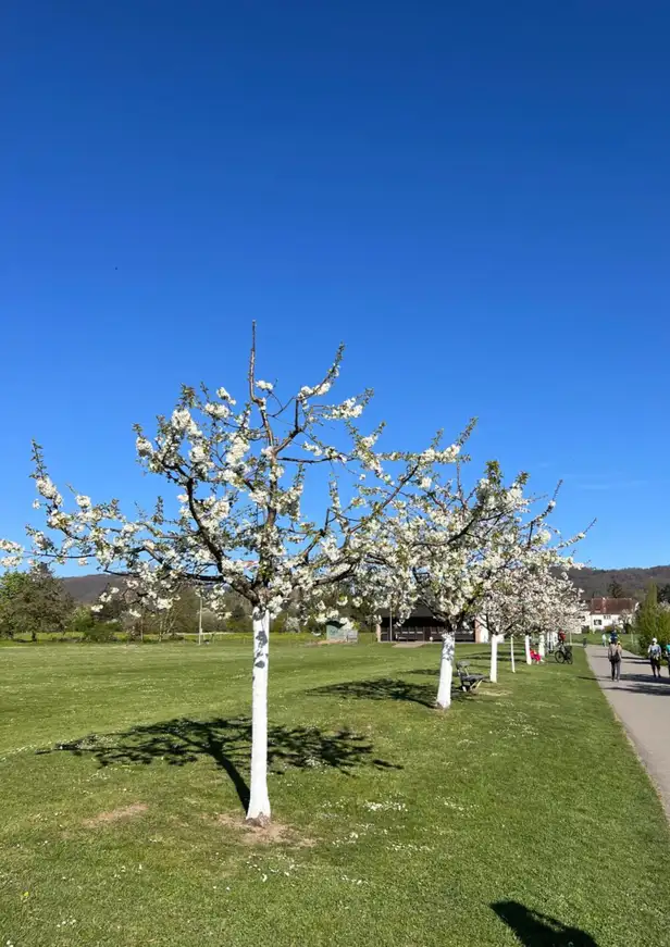 Kersbomen in het Zwitserse Landschaftspark Wiese 