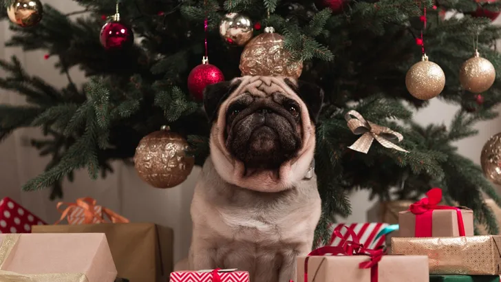 Zo overleef je Kerst als je stiekem een einzelgänger bent