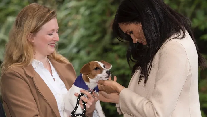 Is dit het nieuwe hondje van de Sussex'jes?