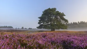 heide veluwe