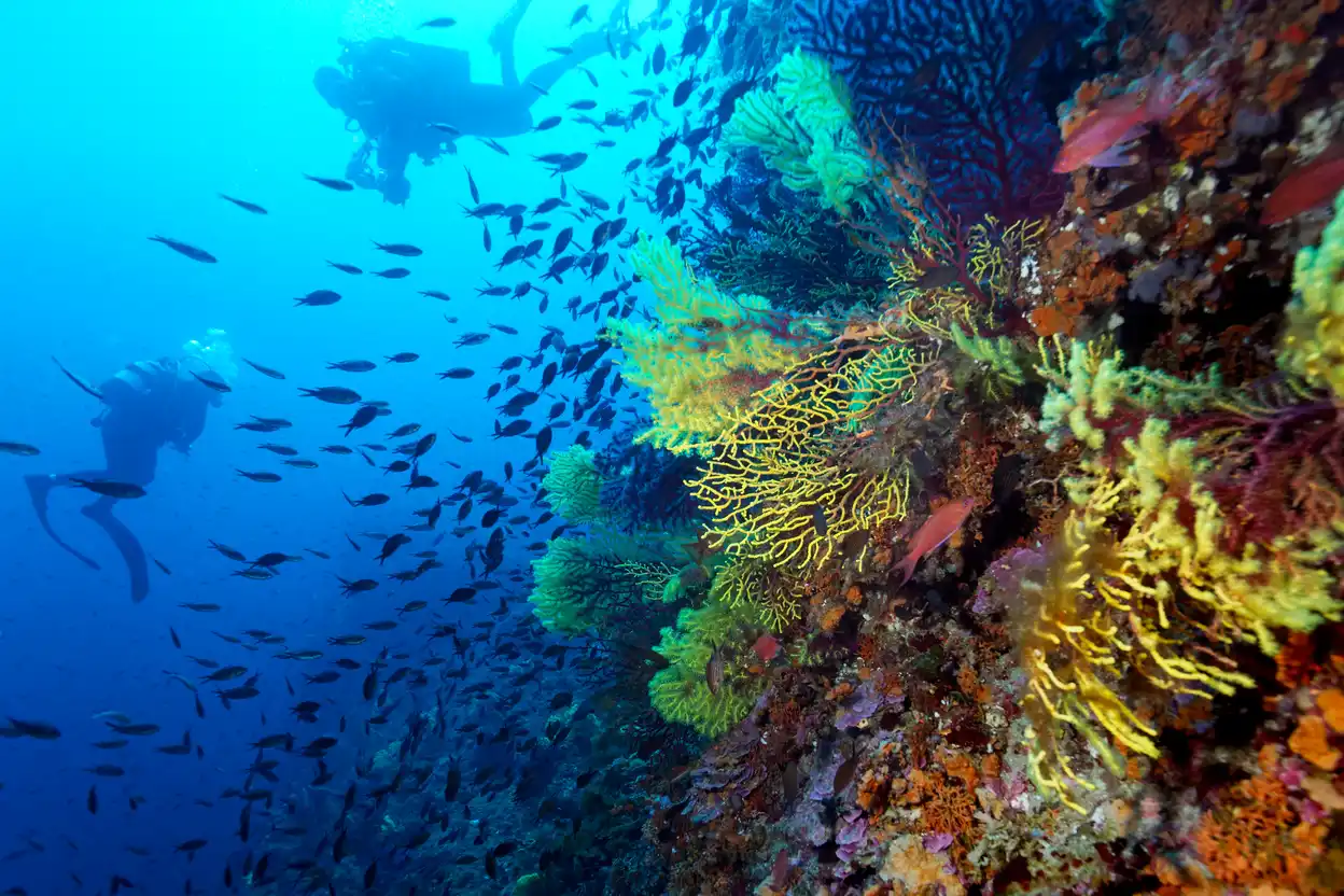 Koralen, wildlife en de deep blue sea: Kroatië beschikt over enkele van de mooiste locaties ter wereld om je aan een duik te wagen. 
