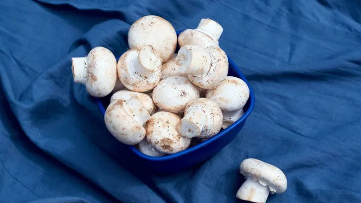 Flat lay view of white button mushrooms (Agaricus bisporus) on blue drapery background.