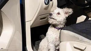 Beeld ter illustratie: een Puli (niet de hond uit dit artikel).