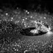 Rijke diamanthandelaar (65) overlijdt tijdens penisvergroting